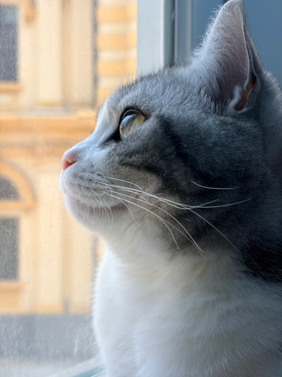 A silver tabby cat looking out of a window